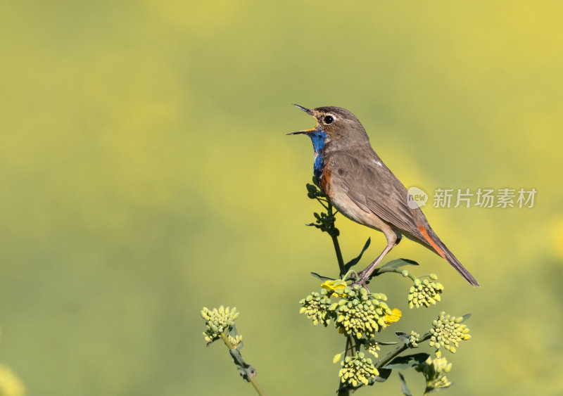 蓝喉(Luscinia svecica)在油菜地里唱歌